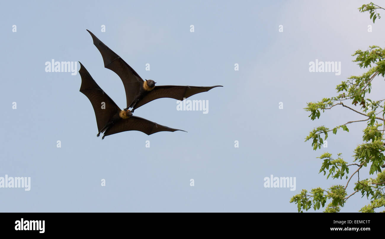 Lyle's flying fox (Pteropus lylei) è una specie di pipistrello della famiglia Pteropodidae. Foto Stock