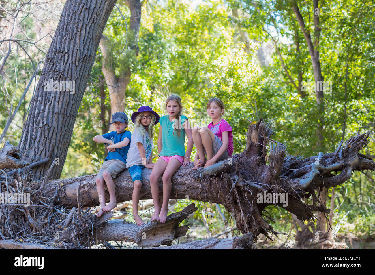 Caucasian bambini seduti sulla radice della struttura ad albero nella foresta Foto Stock