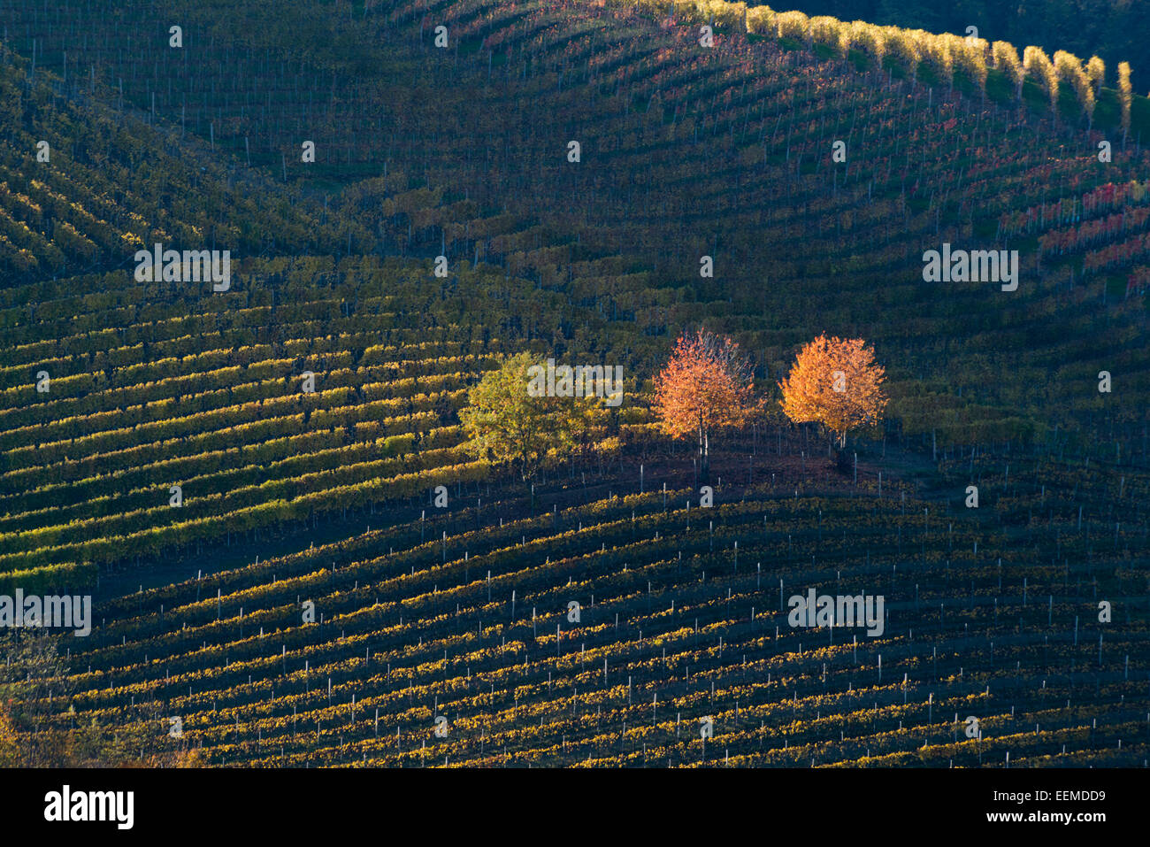 L'Italia, panorama di vigneti del Piemonte: Langhe-Roero e Monferrato nella Lista del Patrimonio Mondiale UNESCO Foto Stock