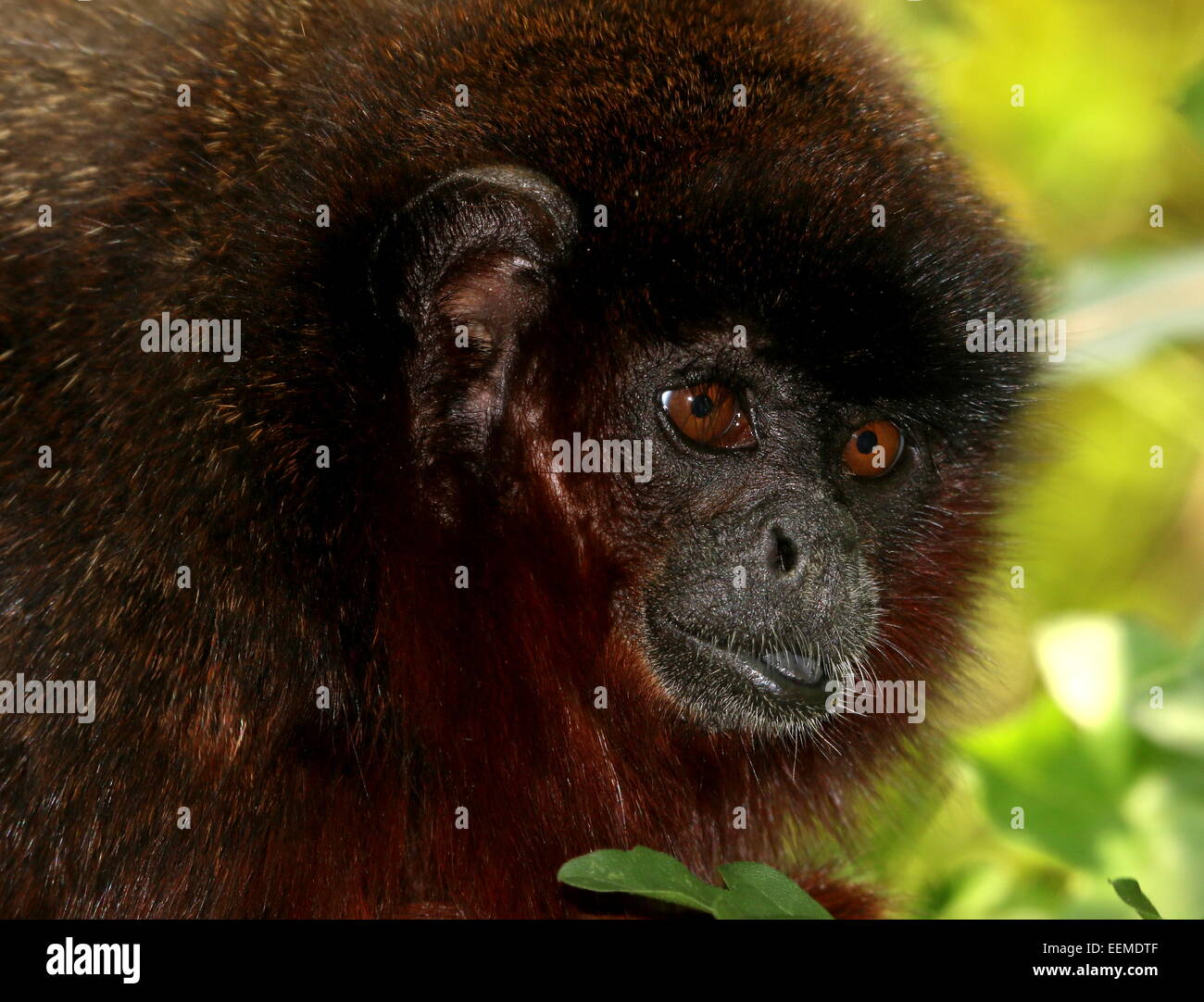 Sud America o ramato color rame scimmia Titi (Callicebus cupreus) Foto Stock