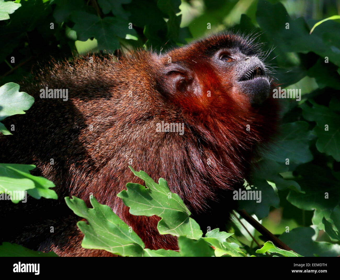 Sud America o ramato color rame scimmia Titi (Callicebus cupreus) Foto Stock