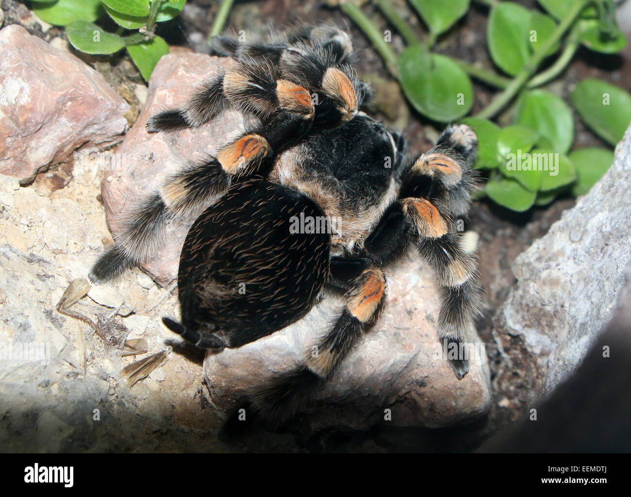 Rosso messicano-impastare tarantola (Brachypelma smithi) Foto Stock