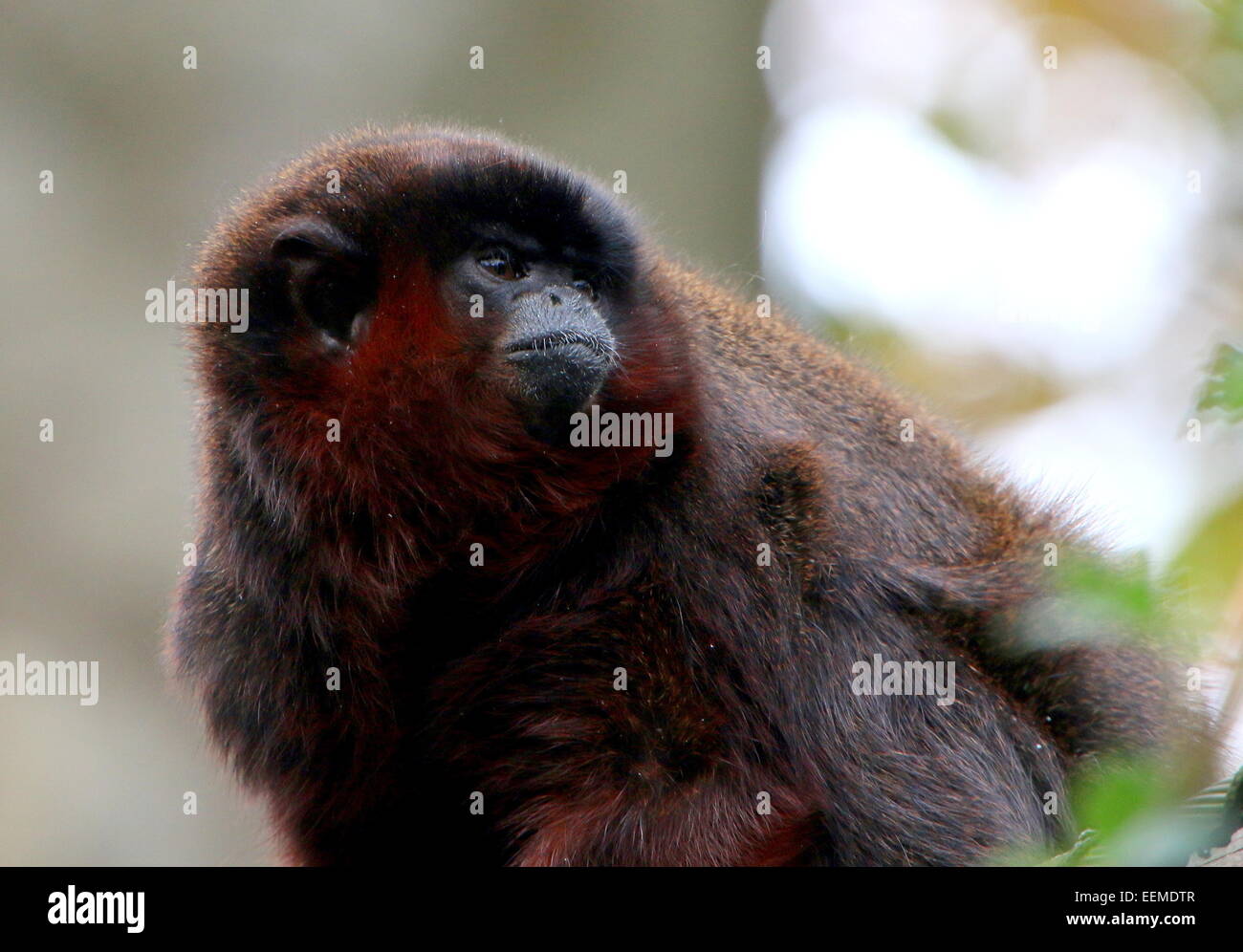 Sud America o ramato color rame scimmia Titi (Callicebus cupreus) Foto Stock