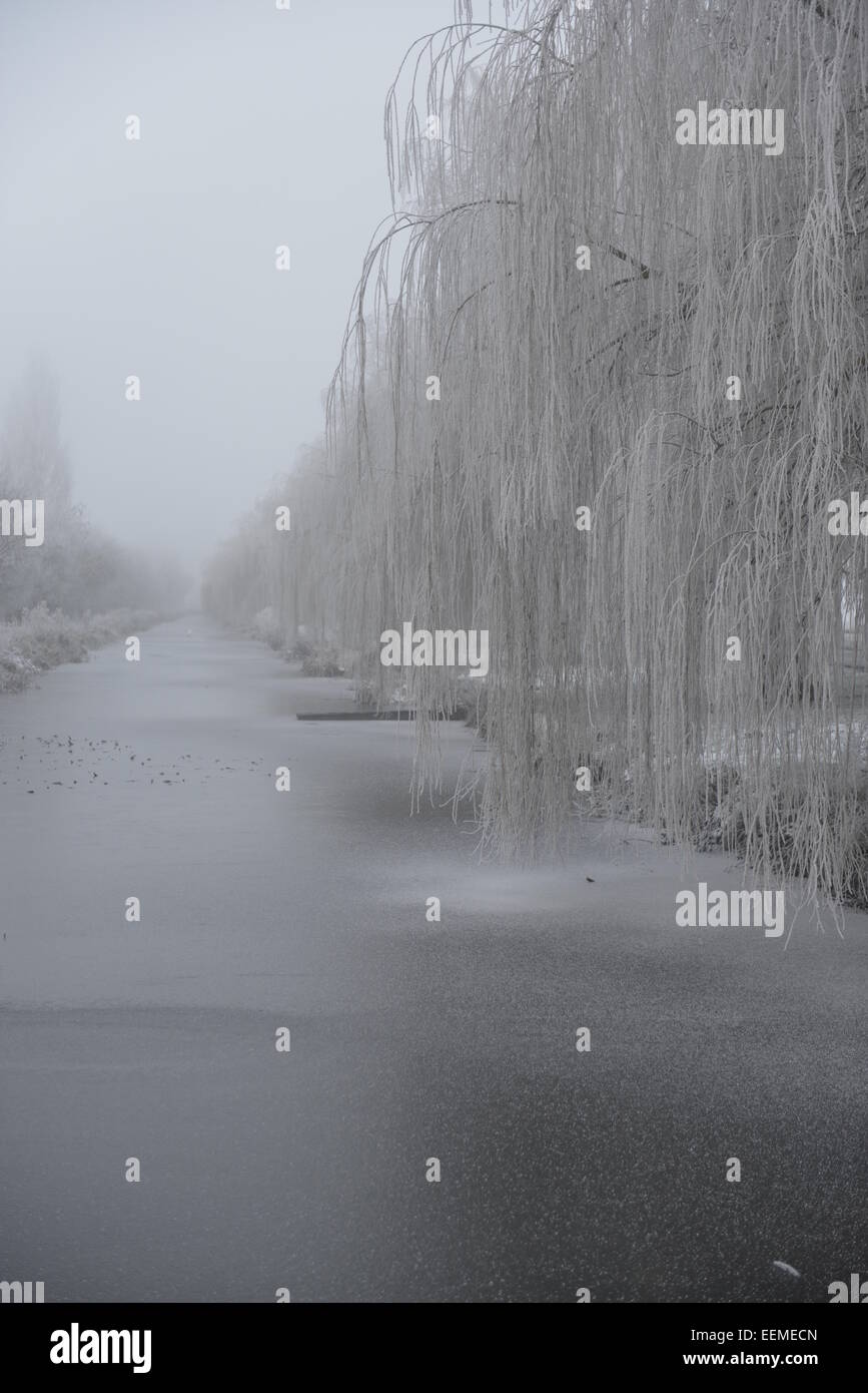 Fotografia di salici vicino a un fiume congelato in inverno Foto Stock