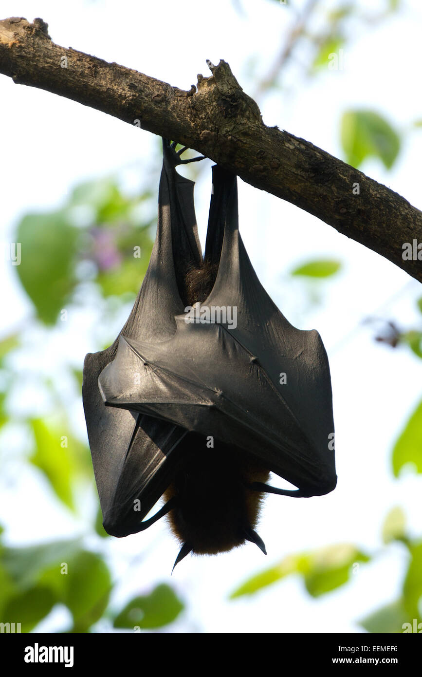 Lyle's flying fox (Pteropus lylei) è una specie di pipistrello della famiglia Pteropodidae. Foto Stock