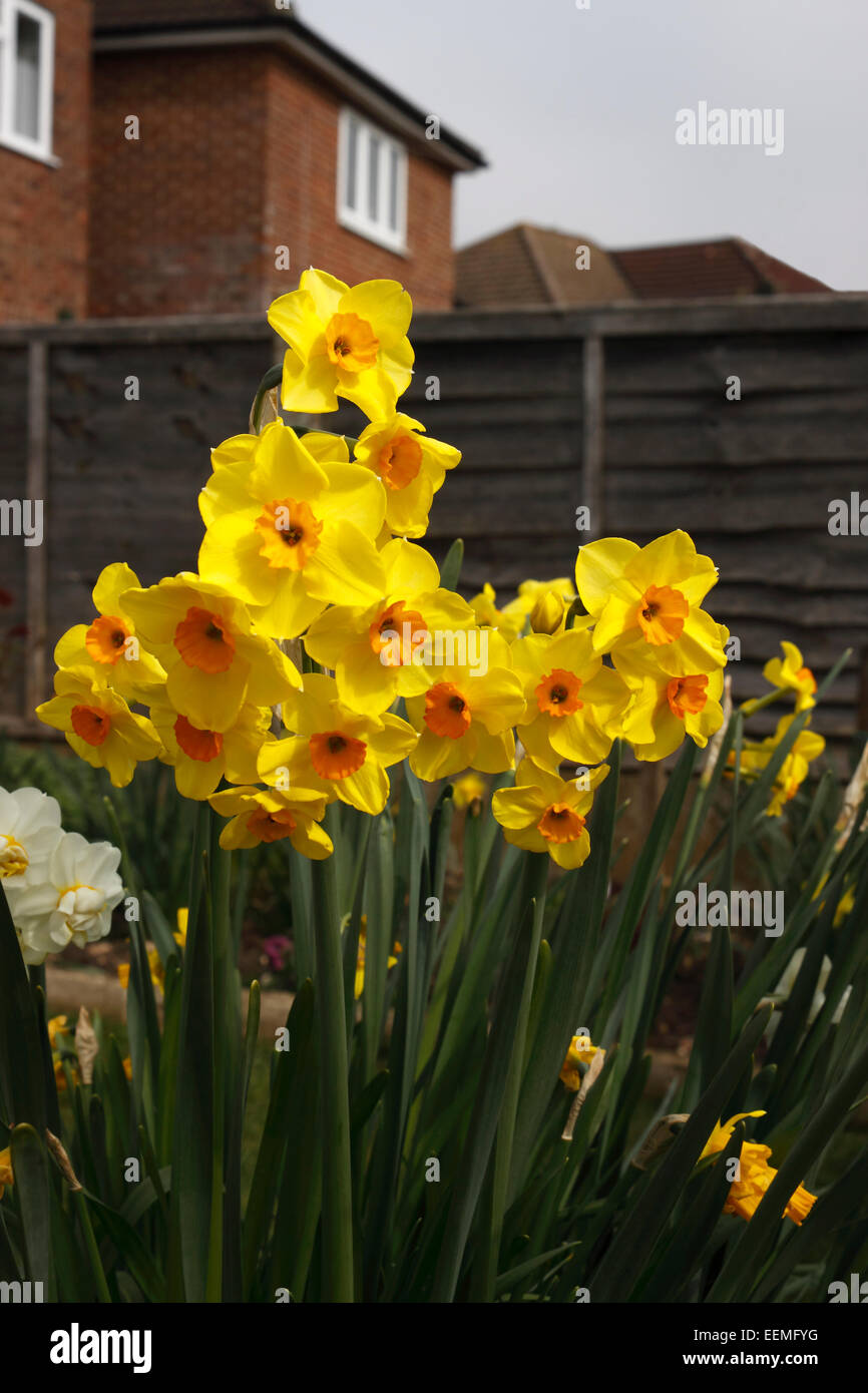 NARCISSUS ALTRUIST. DAFFODIL. Foto Stock