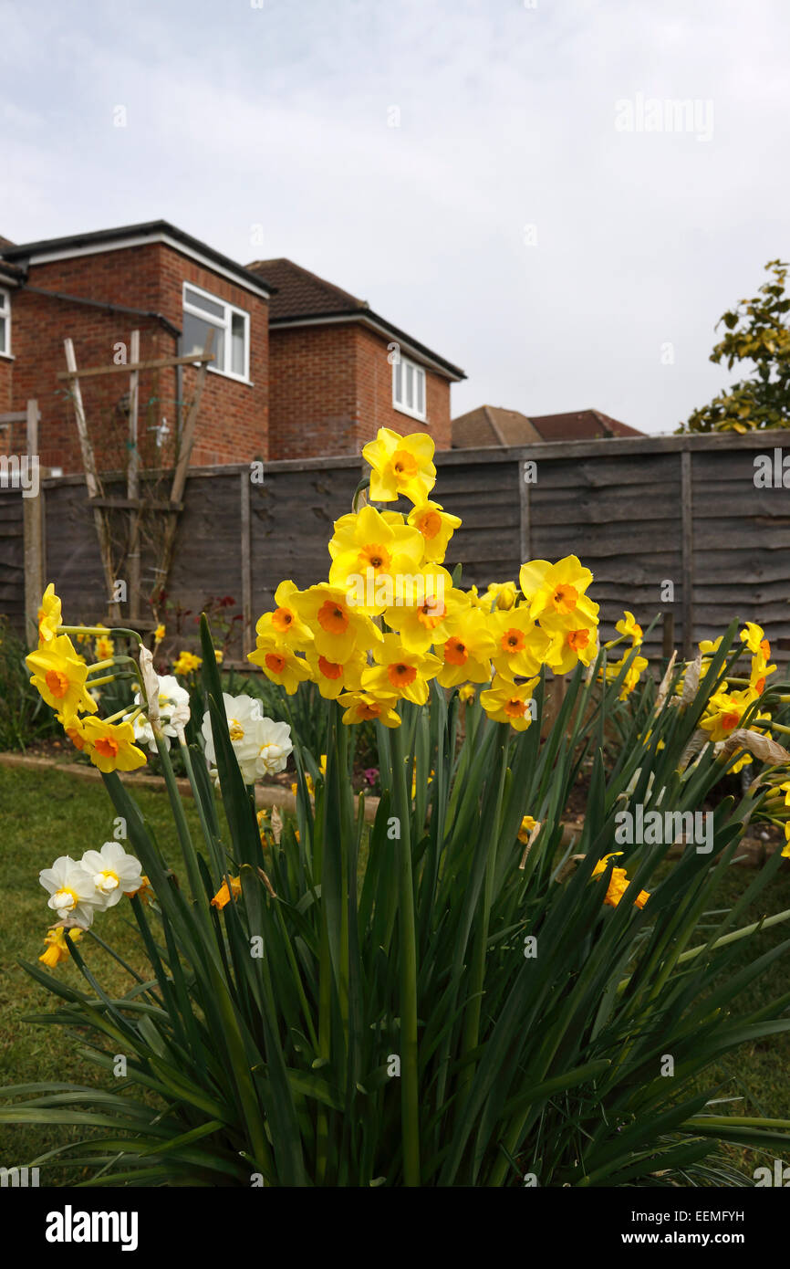 NARCISSUS ALTRUIST. DAFFODIL. Foto Stock