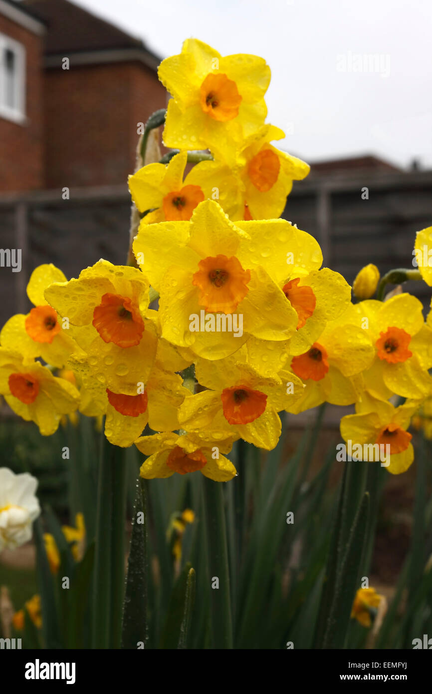 NARCISSUS ALTRUIST. DAFFODIL. Foto Stock