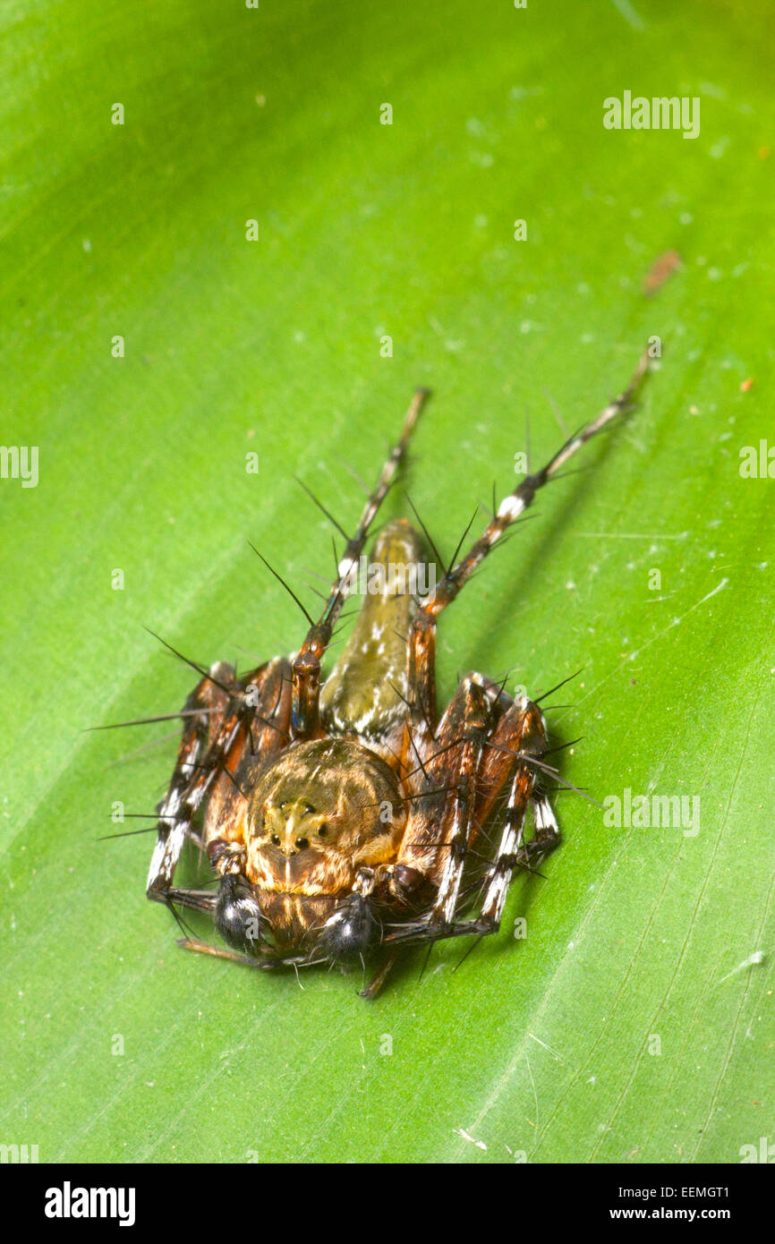 Lynx spider è il nome comune per tutti i membri della famiglia Oxyopidae. Khao Ang Rue Nai Wildlife Sanctuary, Thailandia. Foto Stock