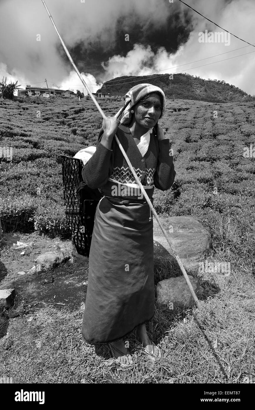 Raccoglitrice di tè sulla piantagione di tè vicino a Nuwara Eliya / Altipiani centrali / Sri Lanka Foto Stock