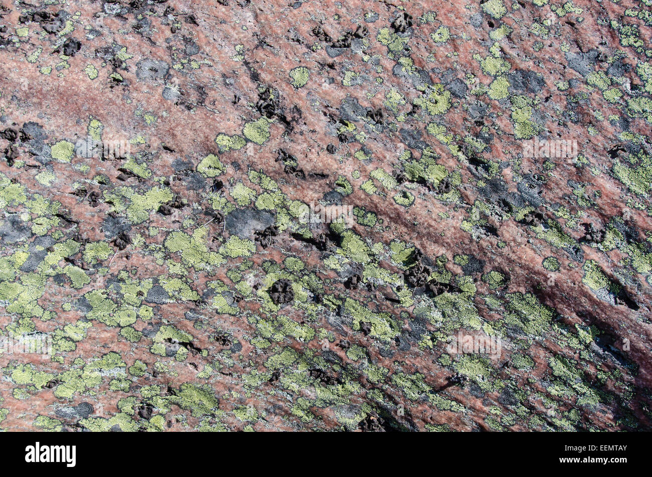 I licheni su una roccia, Finnskogen, Hedmark Fylke, Norwegen, Aprile 2012 Foto Stock