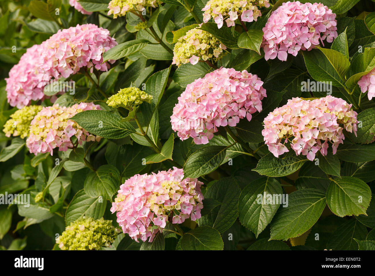 Hydrangea macrophylla. Donostia. San Sebastian. Euskadi. Vasque paese. Spagna. Europa Foto Stock