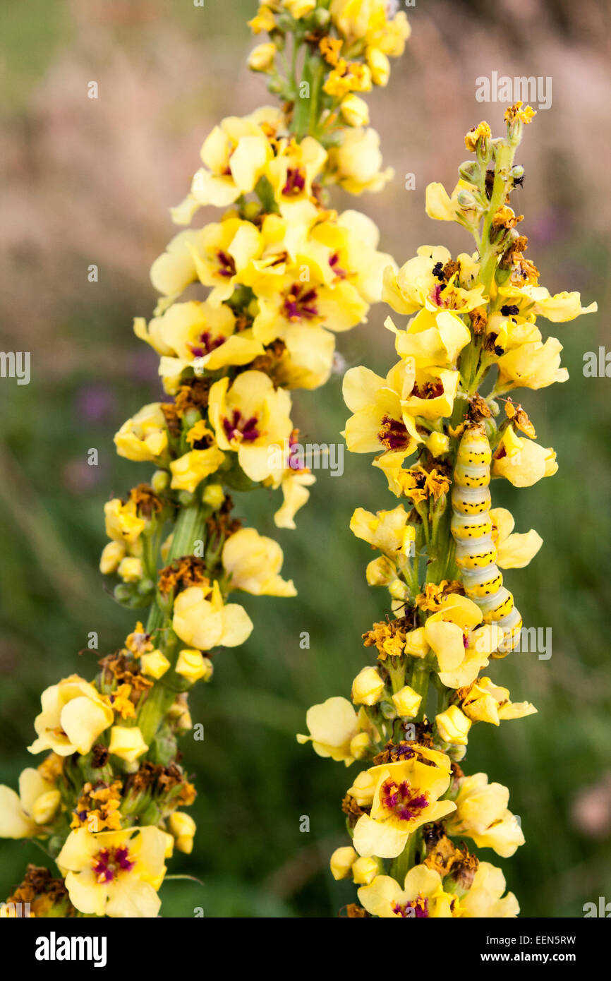 Striped Lychnis caterpillar di tarma Shargacucullia lychnitis, mangiare scuro impianto Mullein, Molène nigrum. Foto Stock