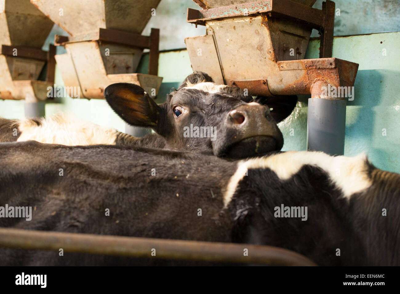 Le mucche in un salone di latte su una farm di Shropshire, Inghilterra, Regno Unito. Foto Stock