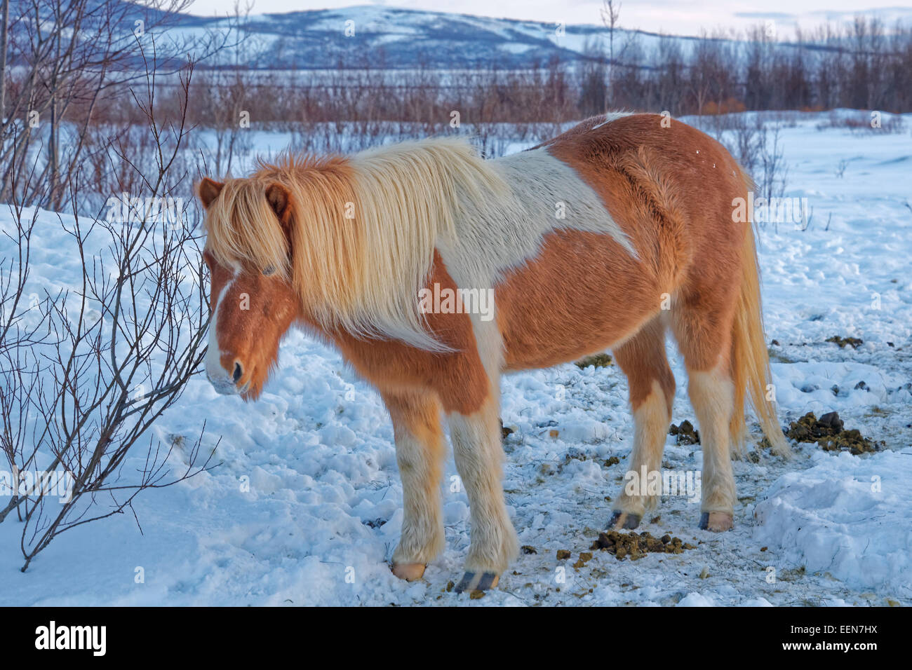 Cavallo islandese è una razza di cavalli sviluppati in Islanda. I cavalli sono piccole, a volte pony-dimensioni. Foto Stock