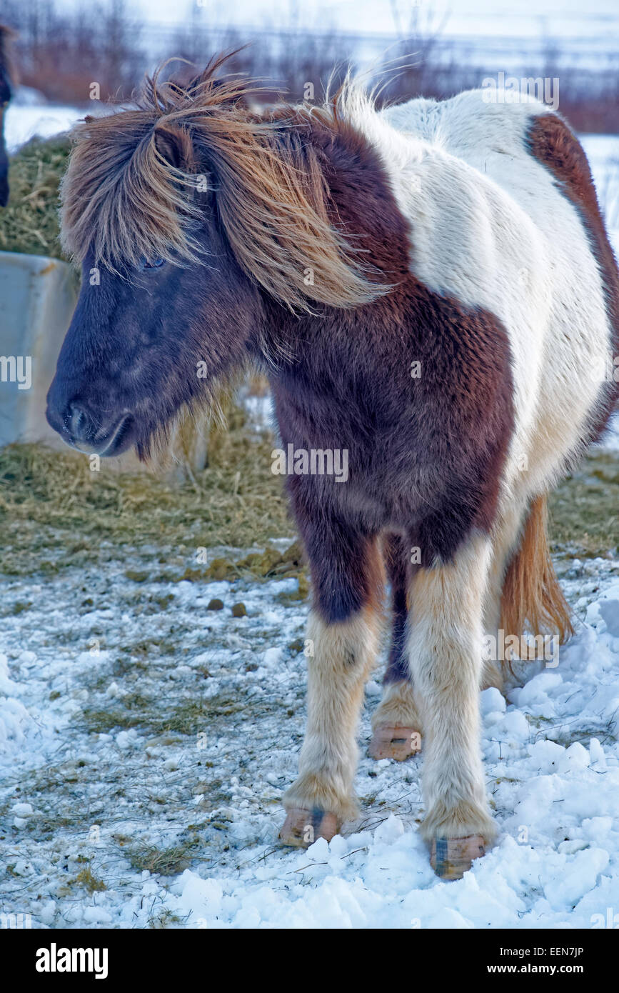 Cavallo islandese è una razza di cavalli sviluppati in Islanda. I cavalli sono piccole, a volte pony-dimensioni. Foto Stock