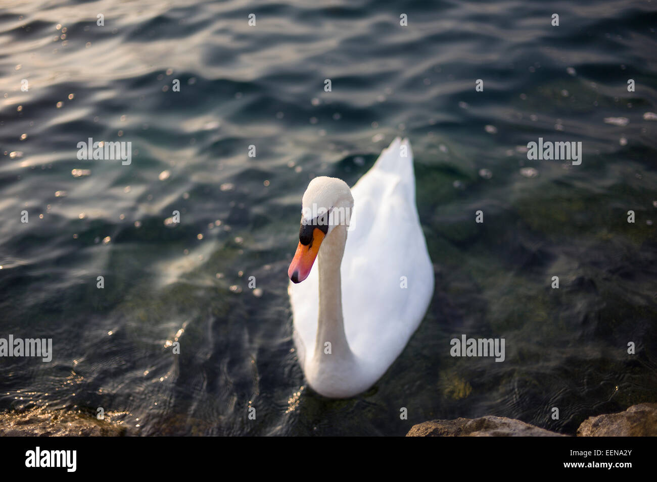 Un elegante swan nel lago di Garda, Italia settentrionale. Foto Stock