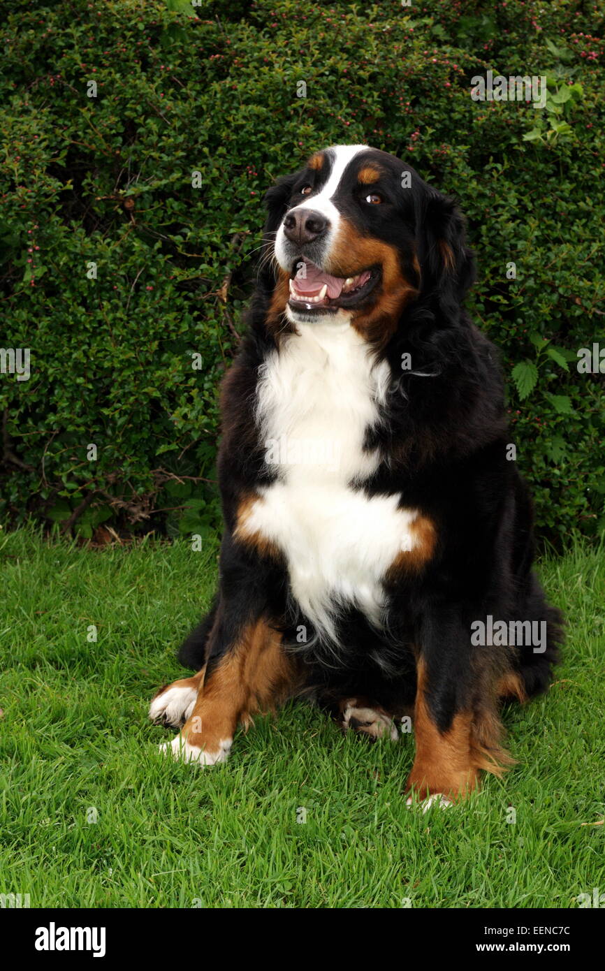 Berner Sennenhund sitzt im Garten Foto Stock