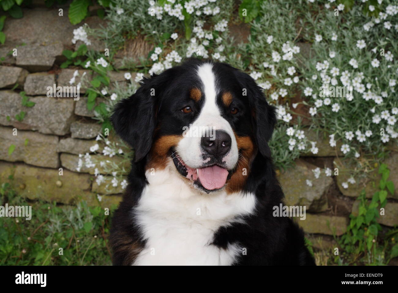 Porträt Berner Sennenhund im Garten vor einer Mauer mit weißen Blumen Foto Stock