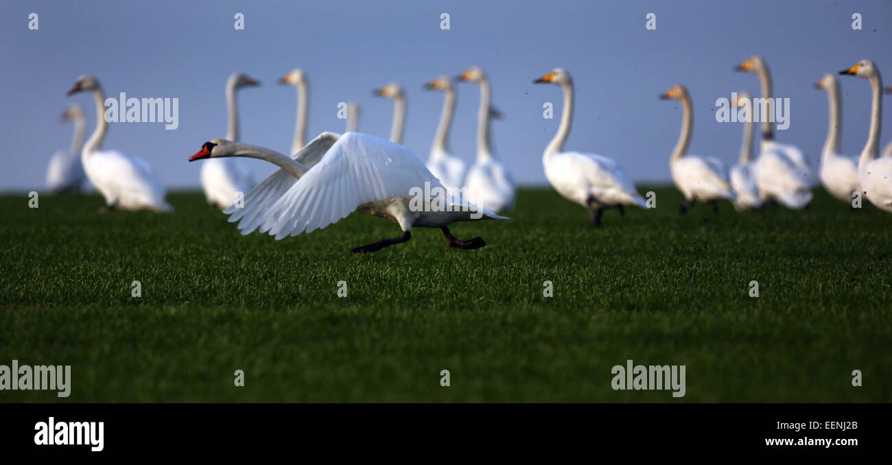 Faehrdorf, Germania. Xix gen, 2015. Un cigno (Cygnus olor)t akes off davanti a un gruppo di cigni whooper (Cygnus cygnus) sul Mar Baltico isola di Poel vicino Faehrdorf, Germania, 19 gennaio 2015. Centinaia di cigni sono svernamento sulla piccola isola vicino a Wismar. Foto: Jens Buettner/ZB/dpa/Alamy Live News Foto Stock