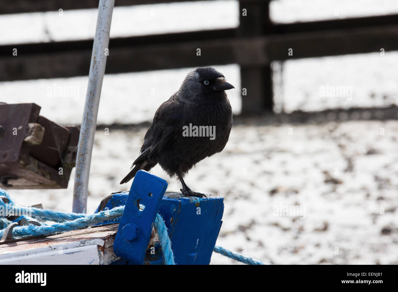 Un corvo Corus Corax con una gamba stava su un post blu nella neve. Foto Stock