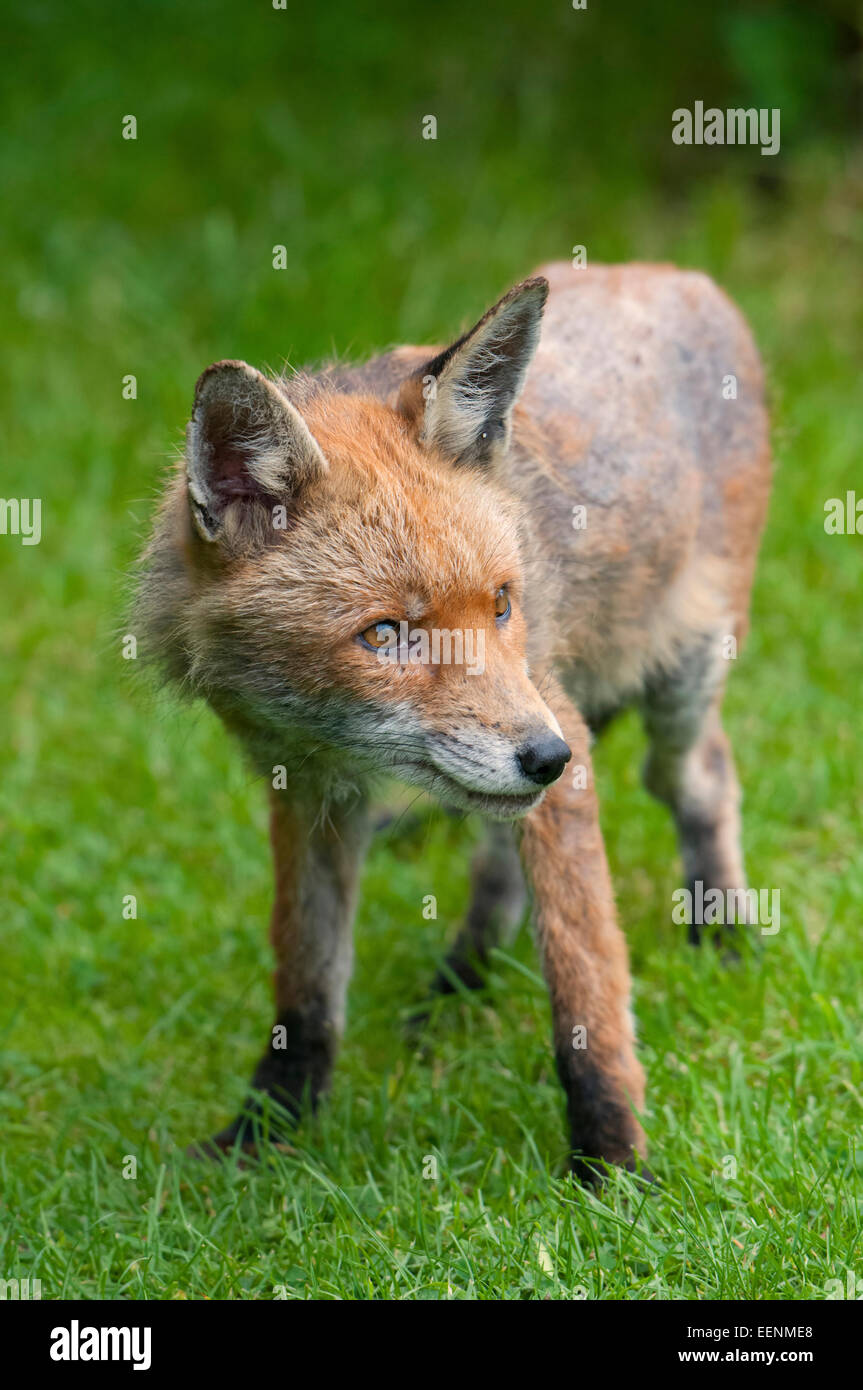 Wild fox colpiti dalla rogna sarcoptic, Hastings East Sussex, Regno Unito Foto Stock