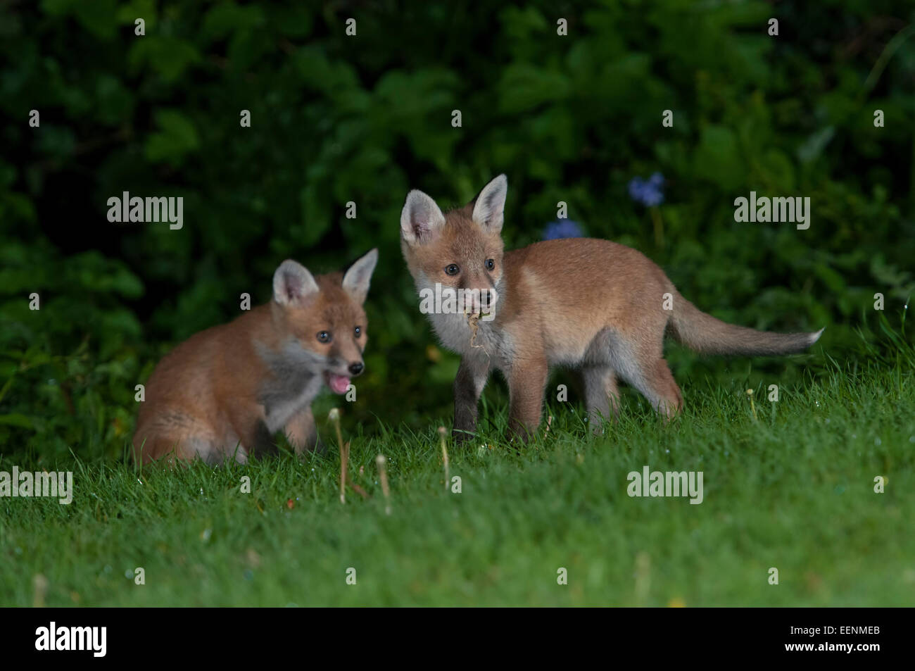 Una coppia di Red Fox cubs giocando in un giardino suburbano di notte, Hastings, East Sussex, Regno Unito Foto Stock