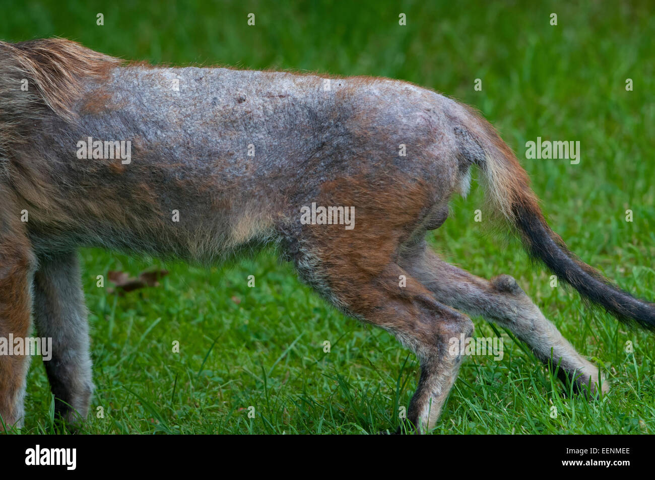 Estremità posteriore di un selvaggio fox colpiti dalla rogna sarcoptic, Hastings East Sussex, Regno Unito Foto Stock
