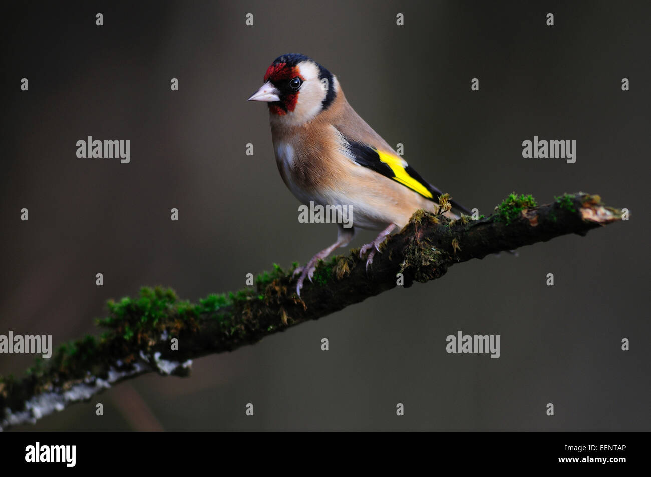 Un cardellino su un ramo di muschio in inverno REGNO UNITO Foto Stock