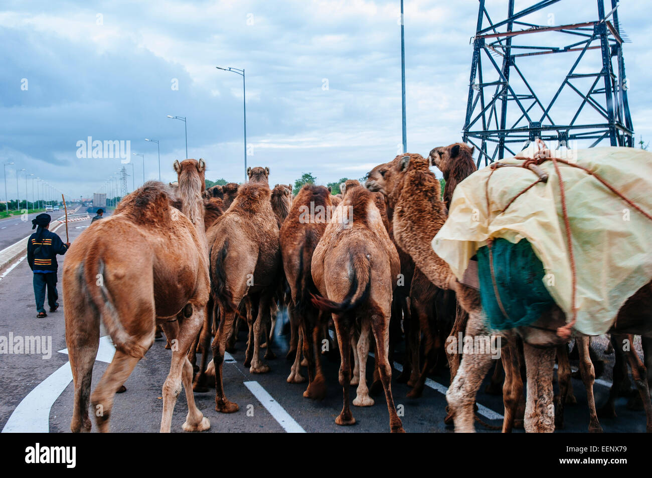 Pastore con i cammelli nel bel mezzo della strada vicino a Marrakech, Marocco. Foto Stock