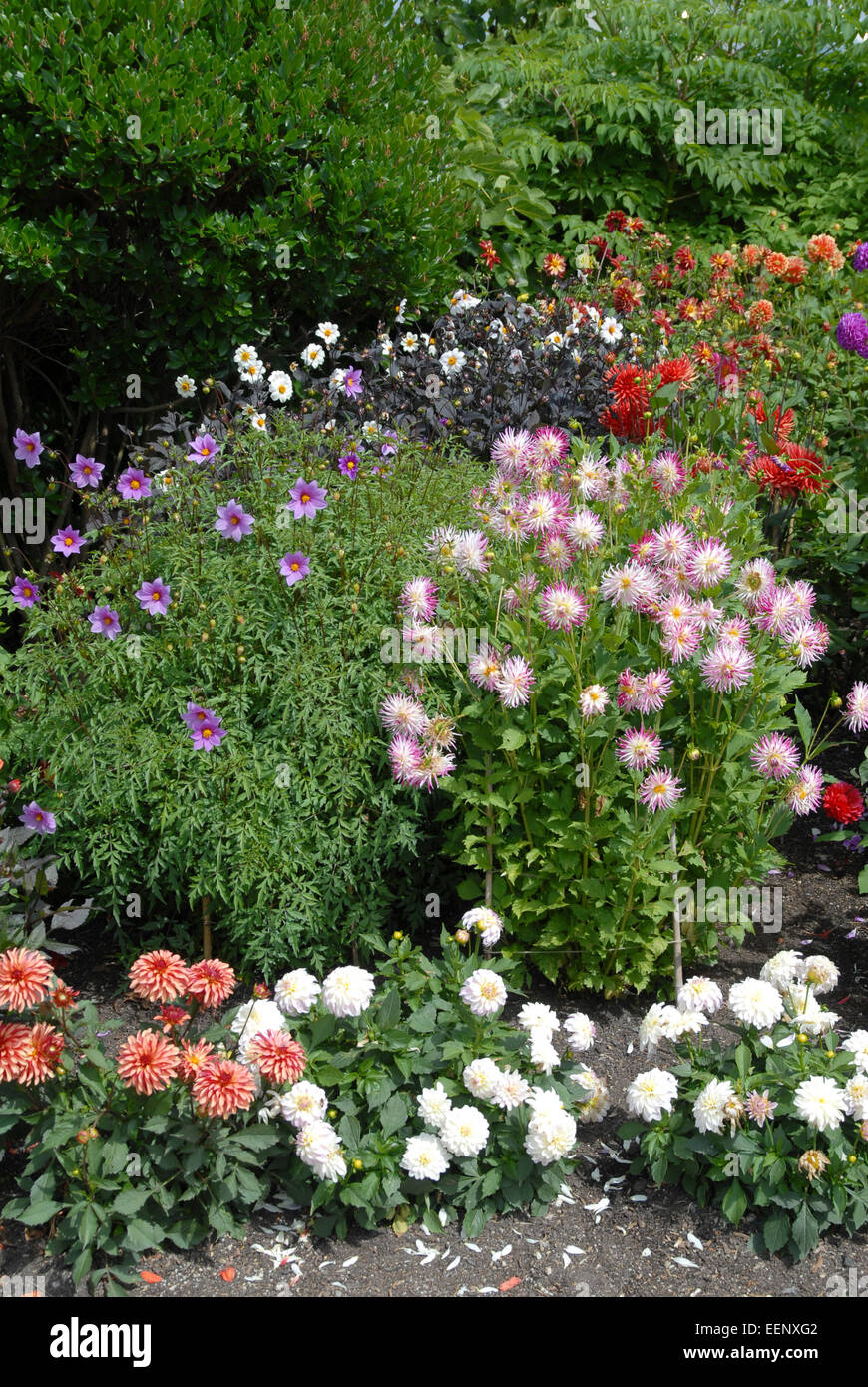 La piantagione, consistente principalmente di dalie, Eden Project, UK. Foto Stock