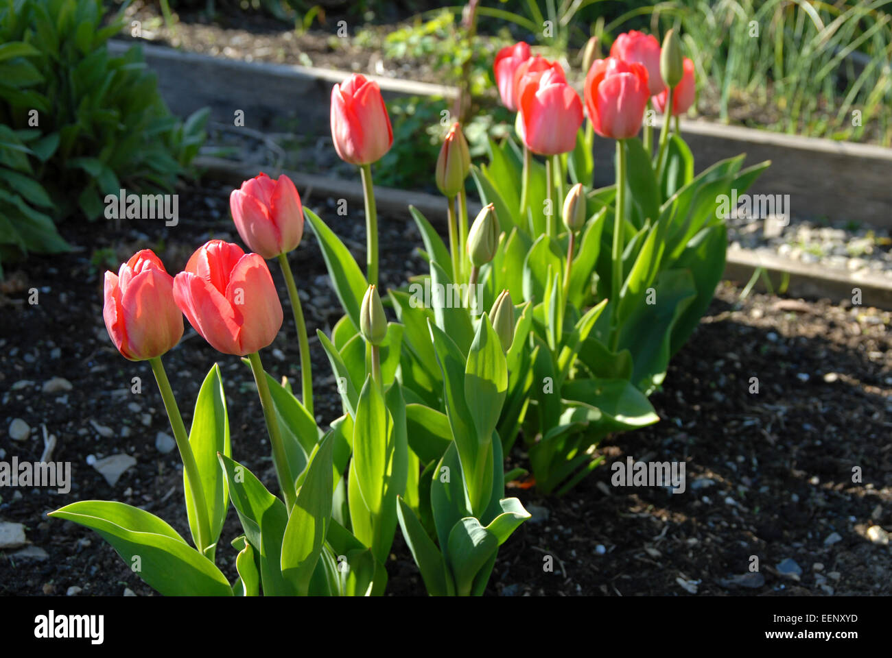 Fila di tulipani rossi fioritura a fine aprile. Foto Stock