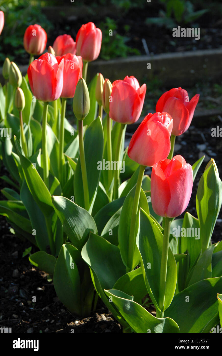 Fila di tulipani rossi fioritura a fine aprile Foto Stock