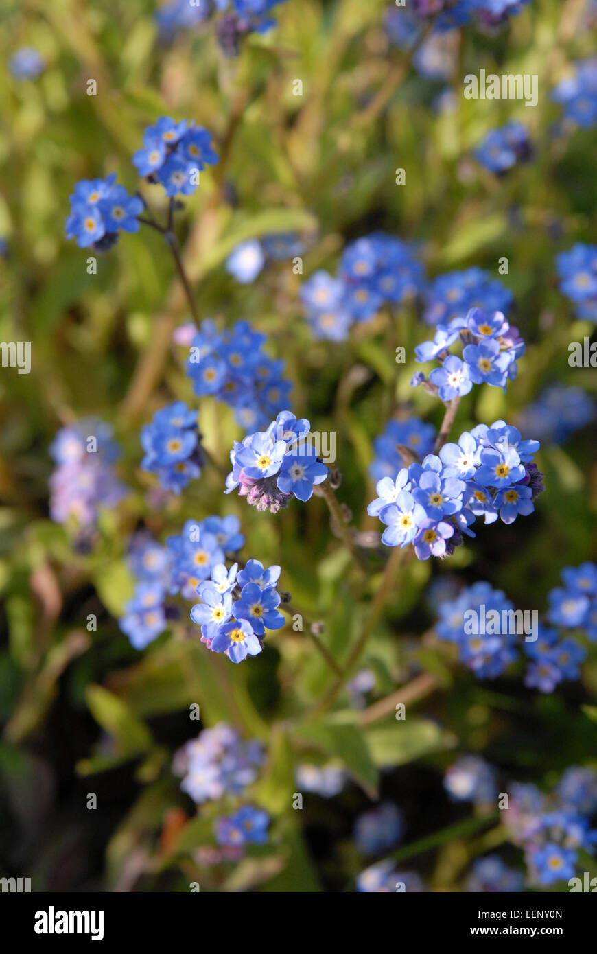 Mi dimenticate poveri in un giardino gallese in primavera, estate precoce Foto Stock