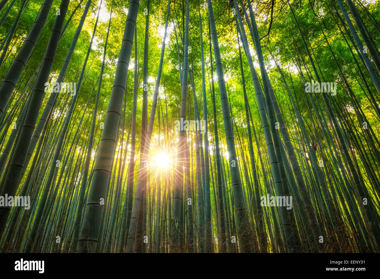 Il Arashiyama Boschetto di bambù di Kyoto, Giappone. Foto Stock