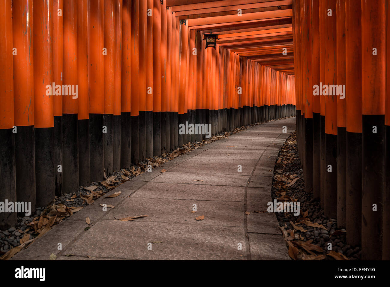 Migliaia di torii rosso linea di cancelli il percorso A Fushimi Inari shrine in Kyoto, Giappone. Foto Stock
