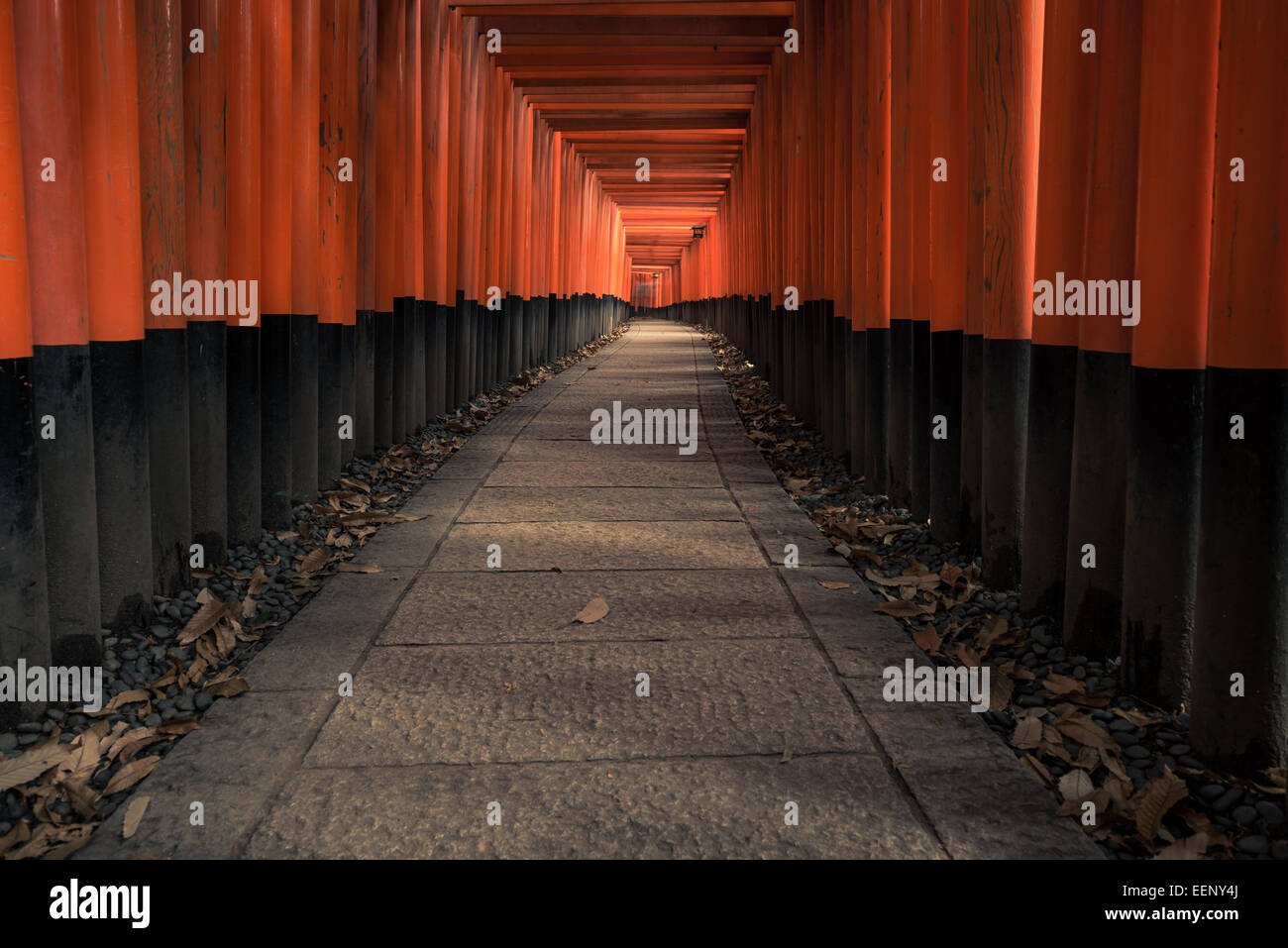 Migliaia di torii rosso linea di cancelli il percorso A Fushimi Inari shrine in Kyoto, Giappone. Foto Stock