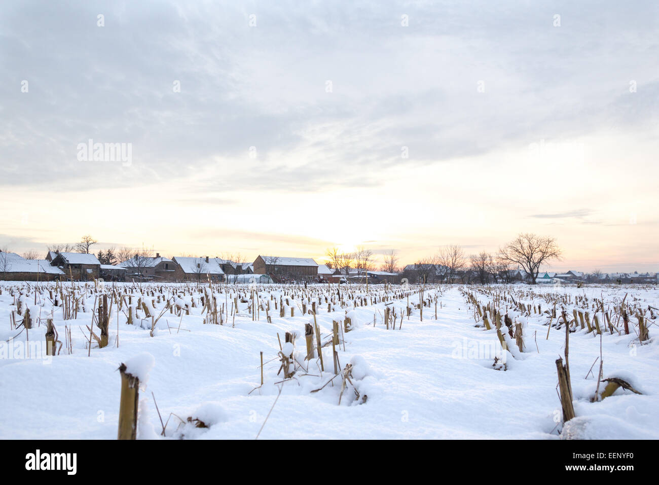 Inverno del racconto. Paesaggio invernale innevato con il villaggio di campagna accanto a cornfield coperto di neve bianca coprire al tramonto o sunris Foto Stock