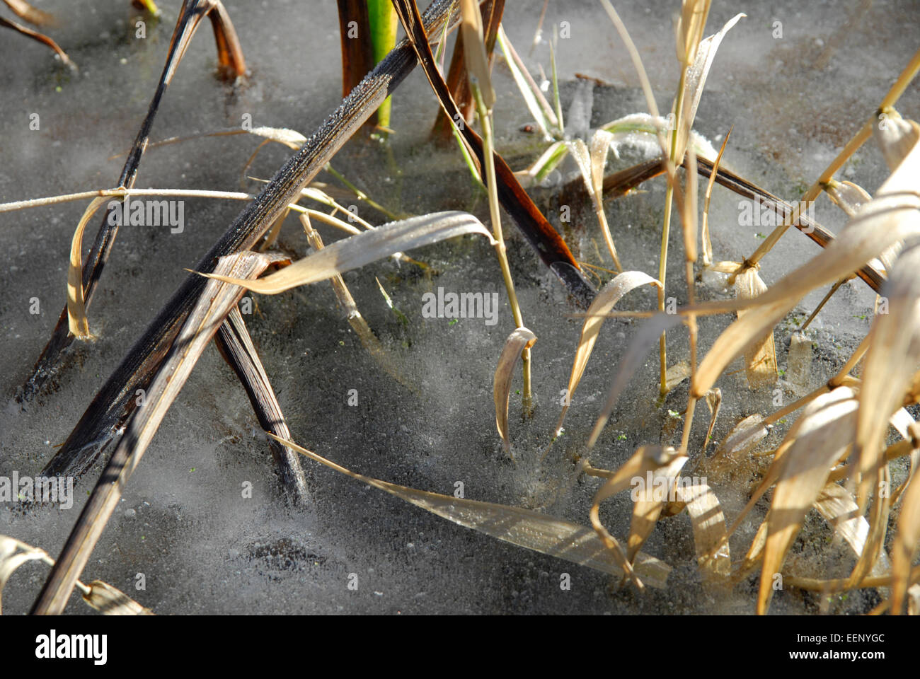 Il ghiaccio sulla superficie di un laghetto in giardino. Preso in un Welsh giardino in inverno Foto Stock