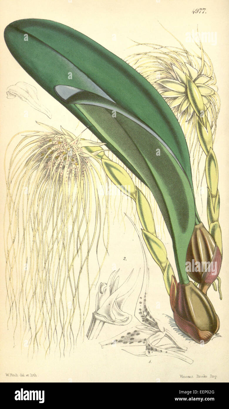 Bulbophyllum medusae (come Cirrhopetalum medusae) - Curtis' 83 (Ser. 3 no. 13) pl. 4.977 (1857) Foto Stock