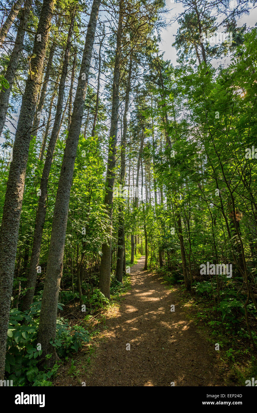 Percorso attraverso il legno infestato dai fantasmi in PEI Parco Nazionale,Cavendish. Reso famoso da L. M. Montgomery nel suo romanzo Anna di Green Gables. Foto Stock