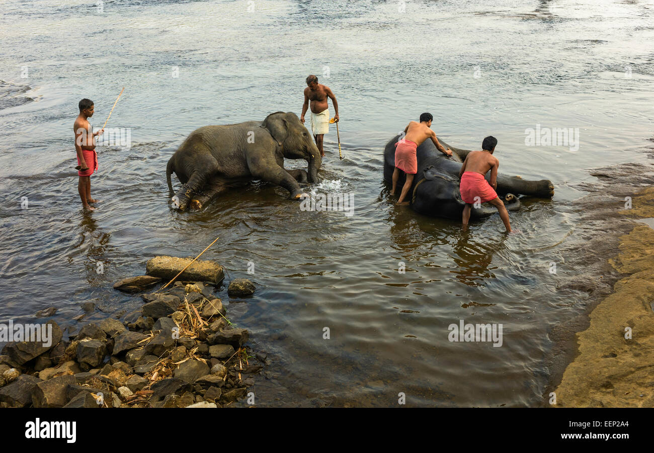 Formatori bagnarsi i giovani elefanti all'alba nel fiume nei pressi del Periyar Ernakulum, Kerala, India. Foto Stock