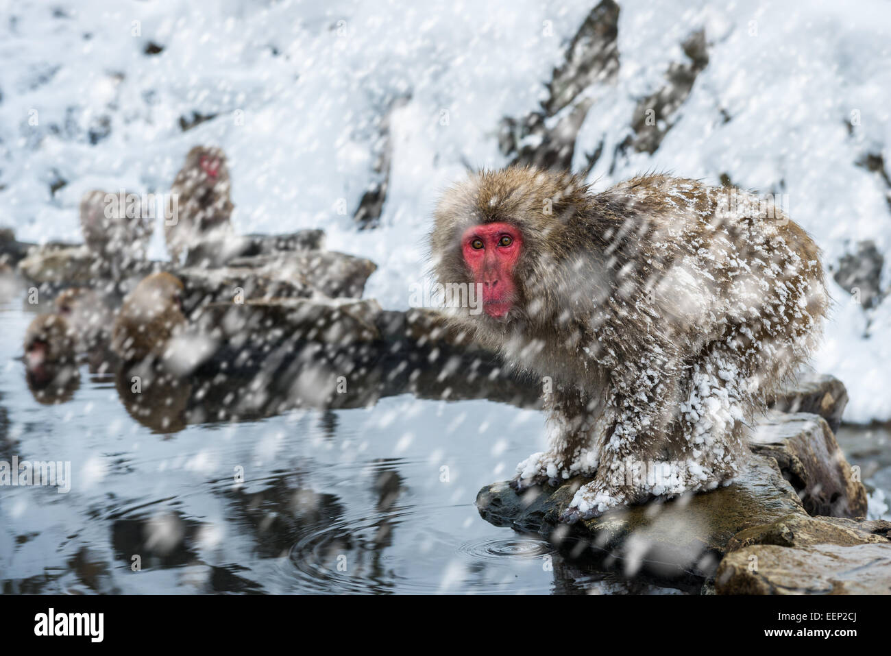 Neve scimmia in una bufera di neve al Jigokudani monkey park nella Prefettura di Nagano, Giappone. Foto Stock