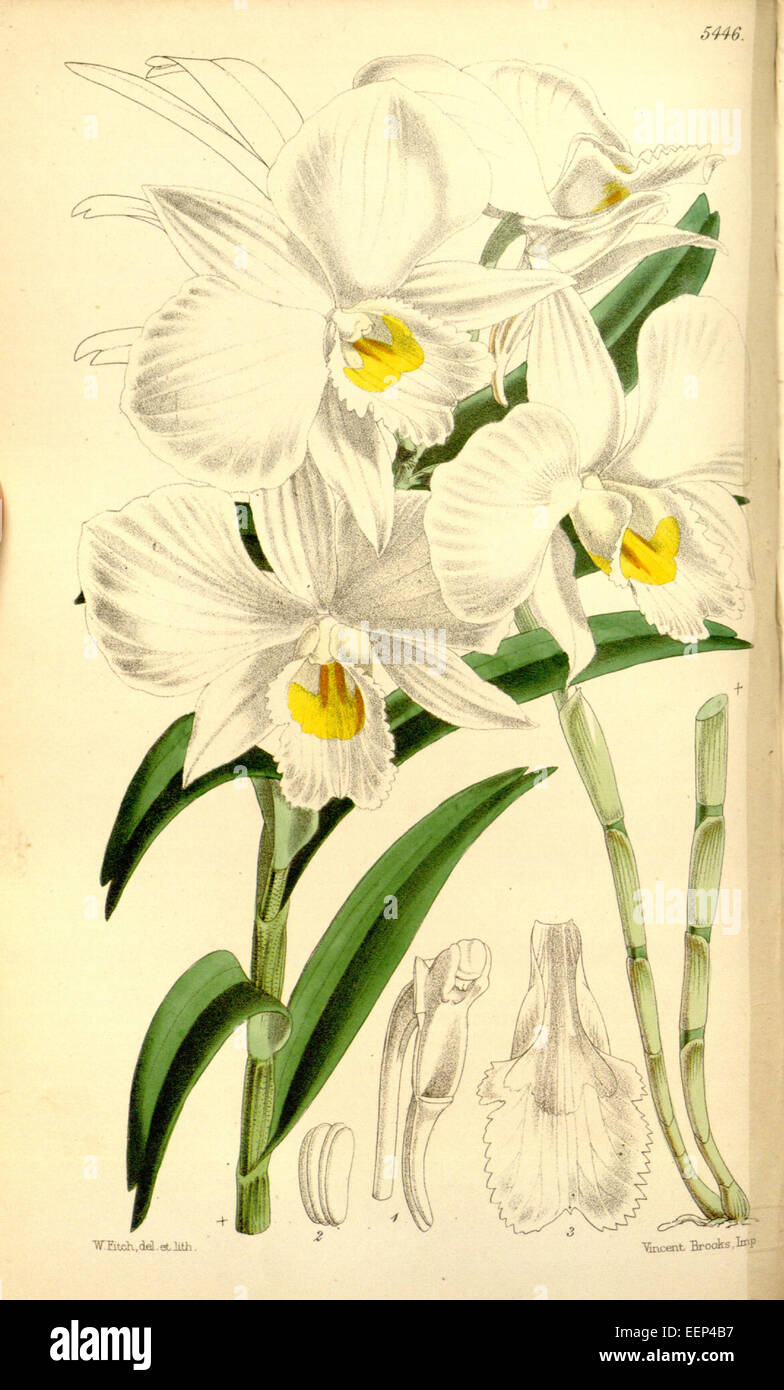 Dendrobium infundibulum - Curtis" 90 (Ser. 3 no. 20) pl. 5446 (1864) Foto Stock