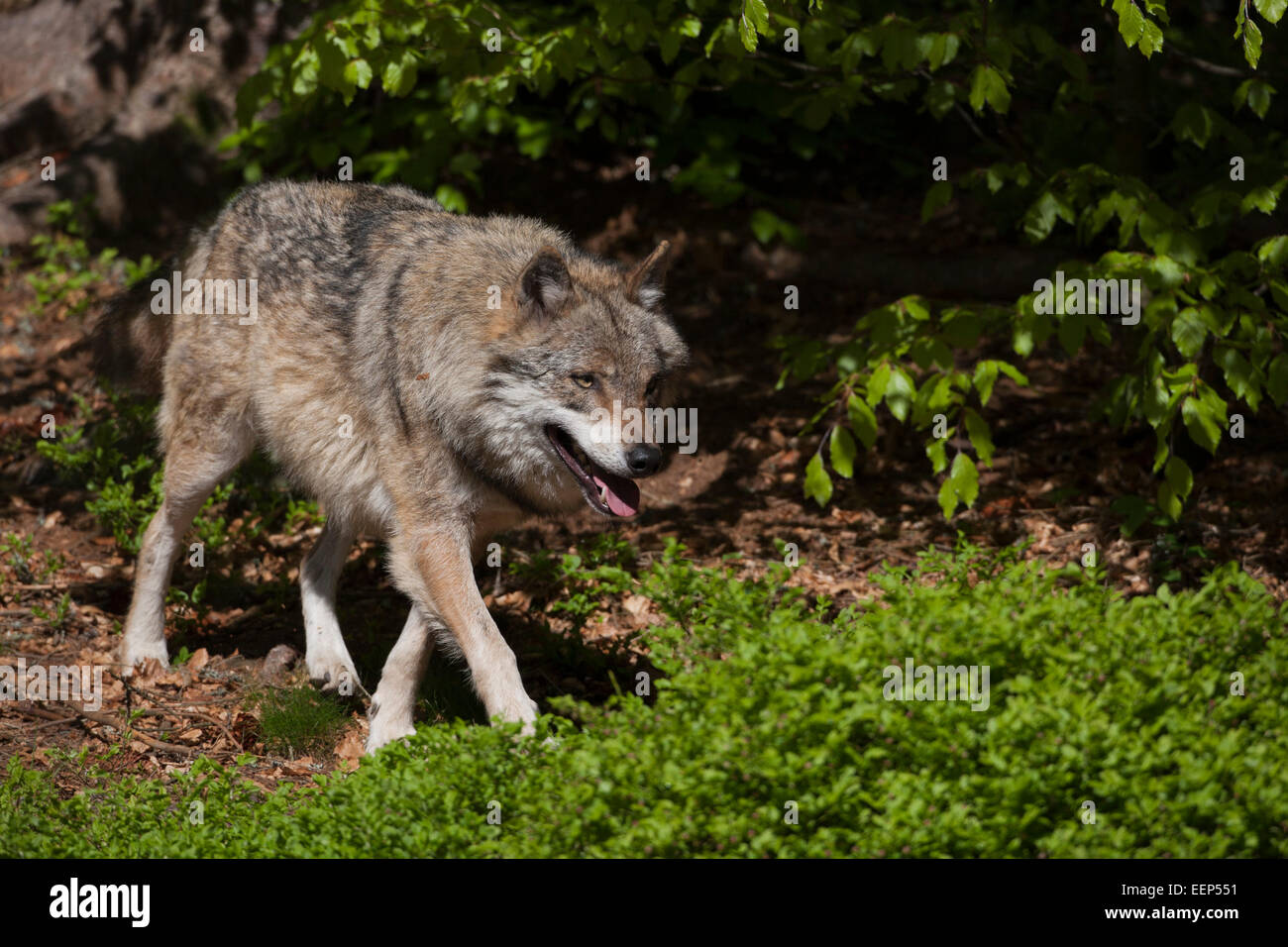 Lupo Canis lupus NP Bayerischer Wald Wolf Canis lupus NP Foresta Bavarese Foto Stock