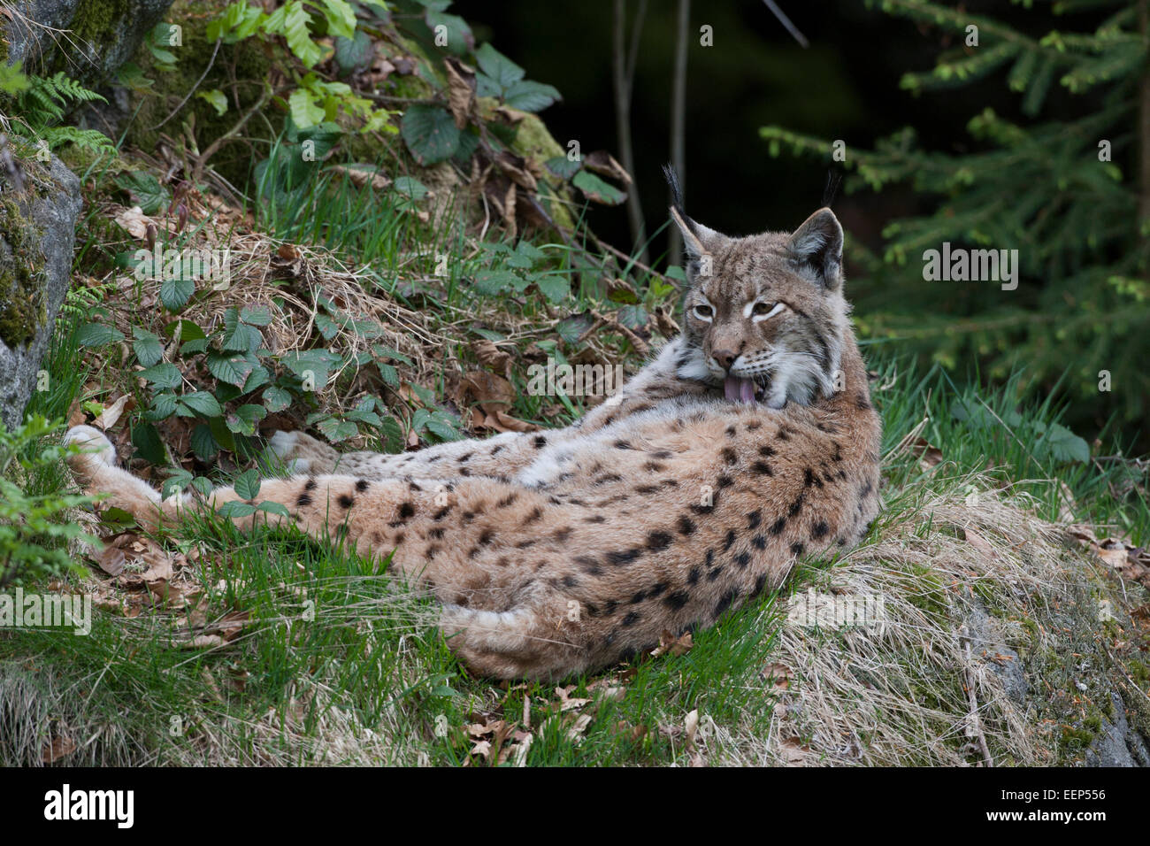 Felis Lynx lynx NP Foresta Bavarese Foto Stock