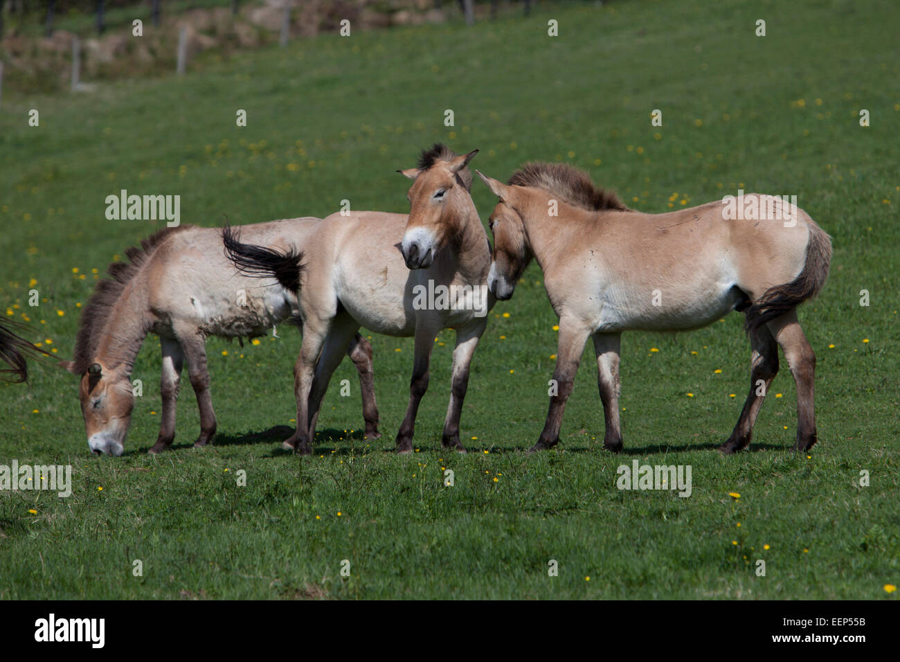 Urwildpferde Equus przewalskii Nationalpark Bayerischer Wald, Przewalski cavalli selvaggi di Equus przewalskii Foresta Bavarese Foto Stock