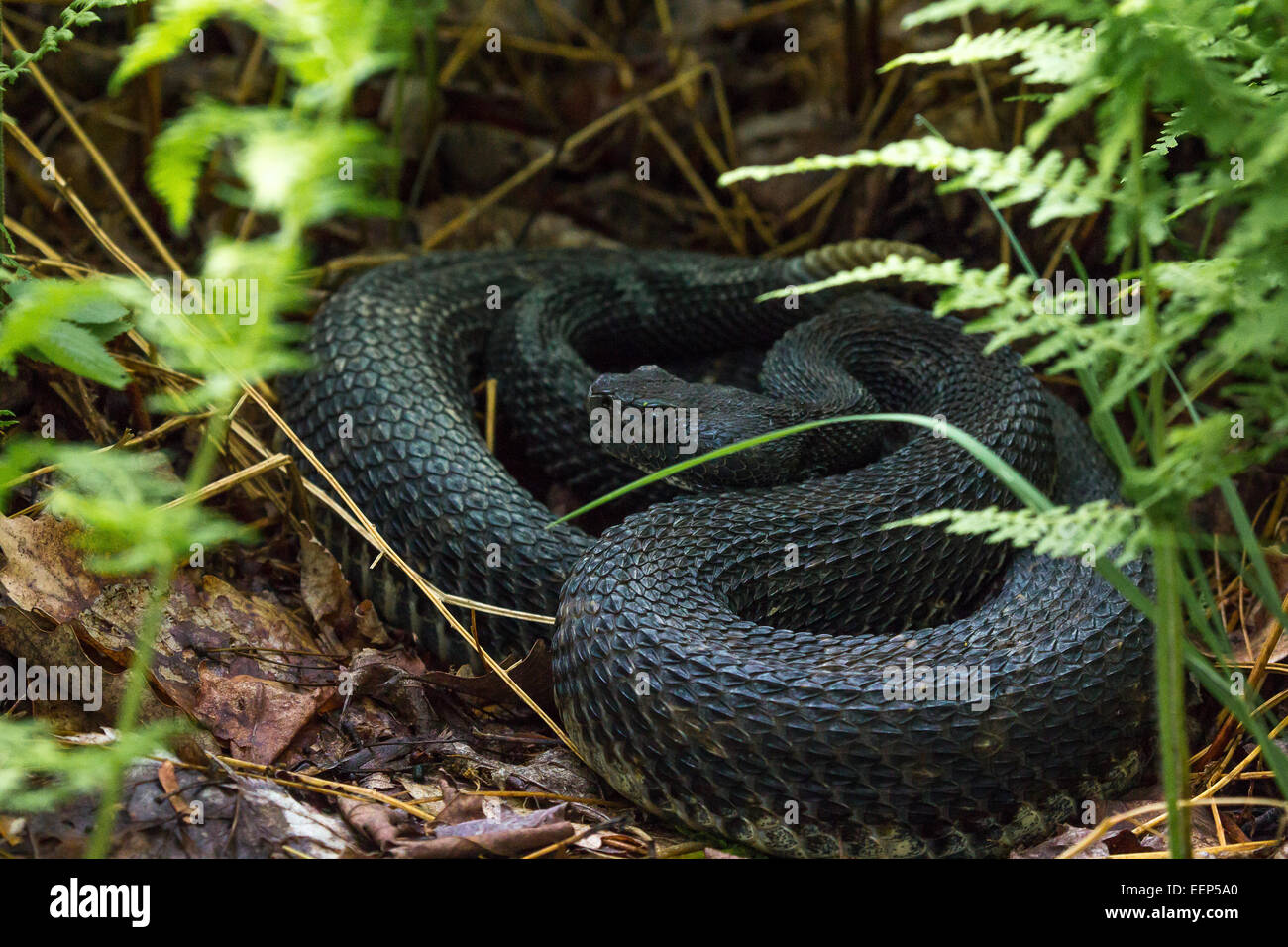 Un black-fase rattlesnake legname getta avvolto nella vegetazione. Foto Stock