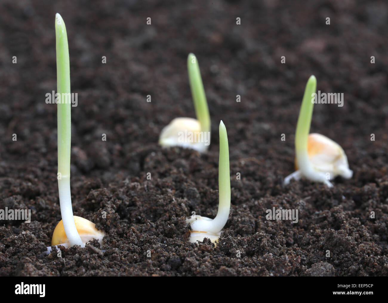 Close up di germinazione di mais sul suolo fertile Foto Stock