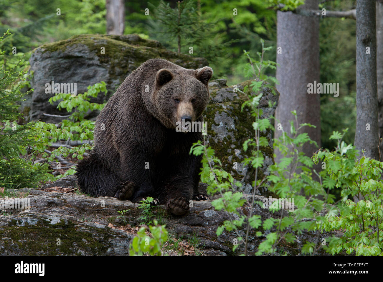 Unione di orso bruno in Baviera, Germania, Braunbär Bayern, Deutschland Foto Stock